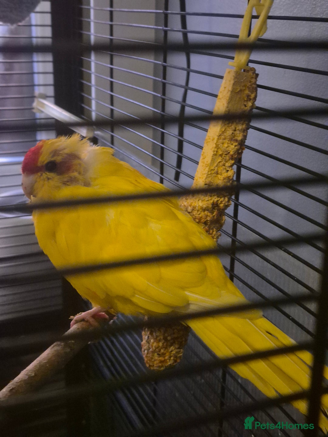 Cockatiels birds for sale: 2 Female Kakariki  - Advert 7