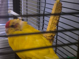 Cockatiels birds 2 Female Kakariki - Advert 1