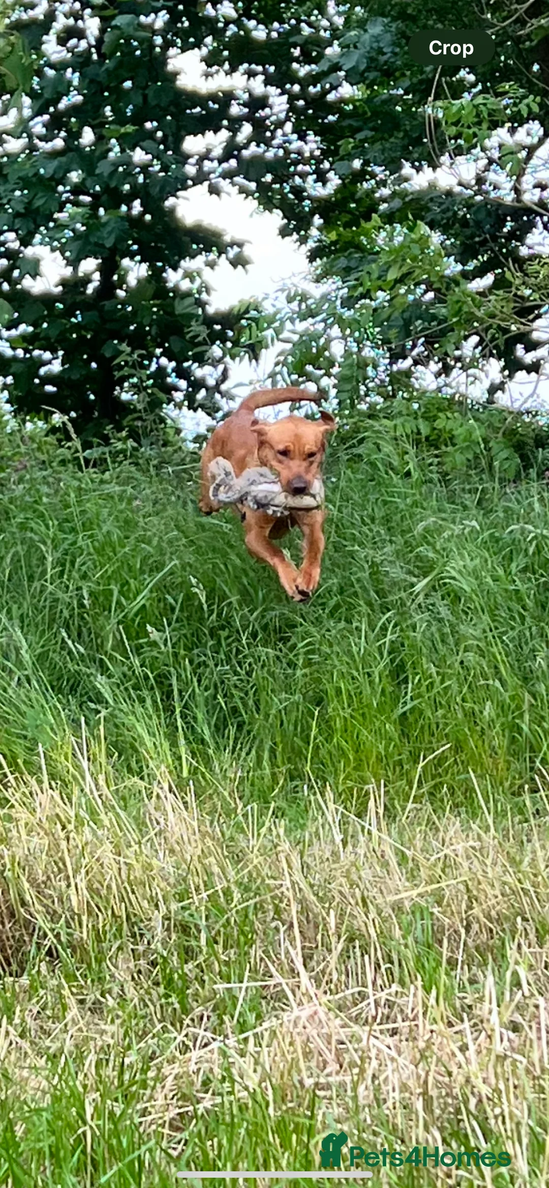 Labrador Retriever dogs for stud: Extensively health tested with 0/0 hips 0/0 elbow in Middlesbrough - Advert 7