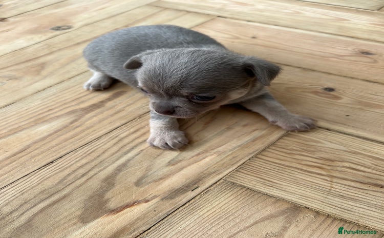 Chihuahua dogs - Advert 11