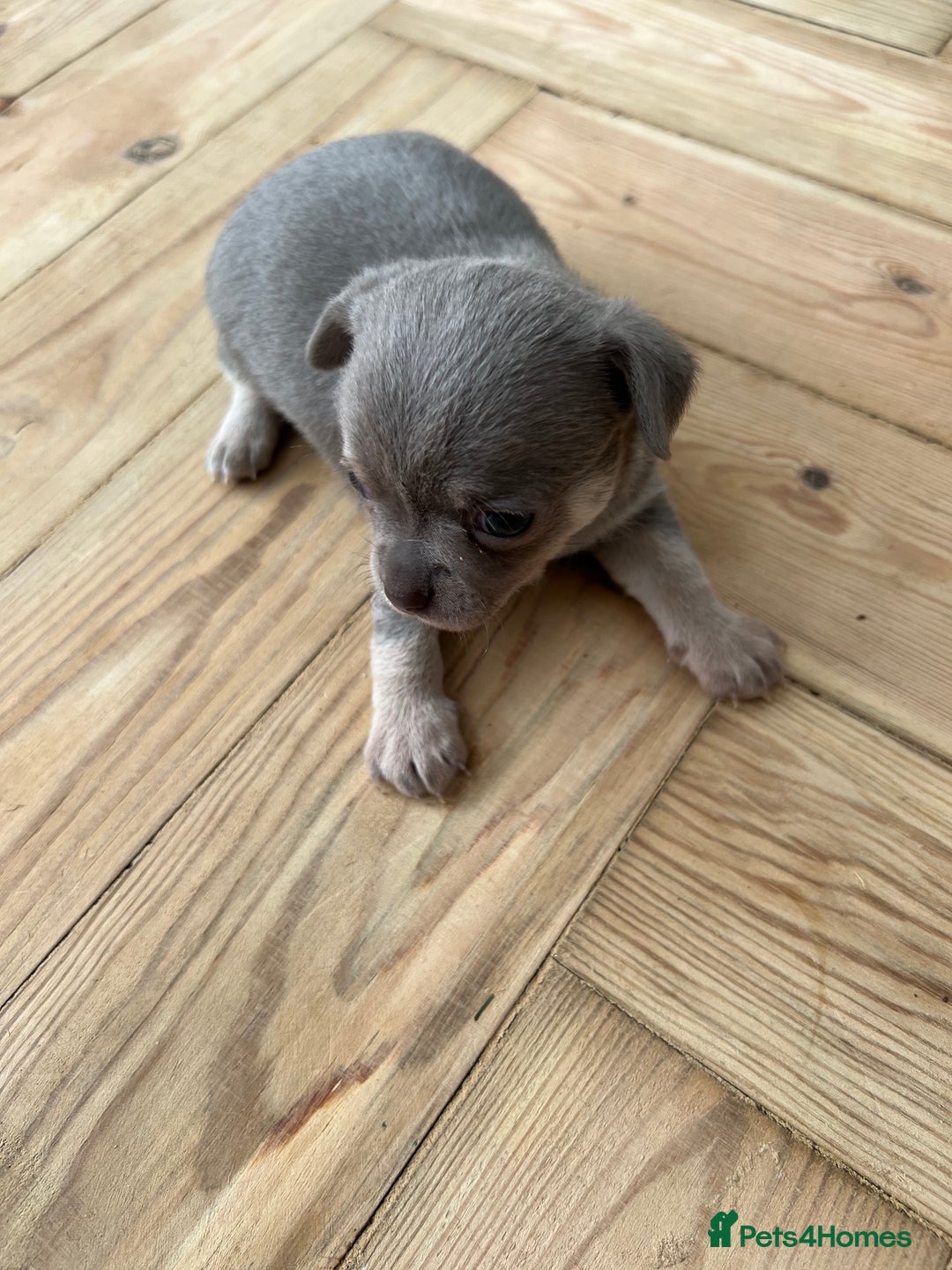 Chihuahua dogs for sale: 🐾LAST  BLUE PARTI CHIHUAHUA GIRL🐾 - Image 3