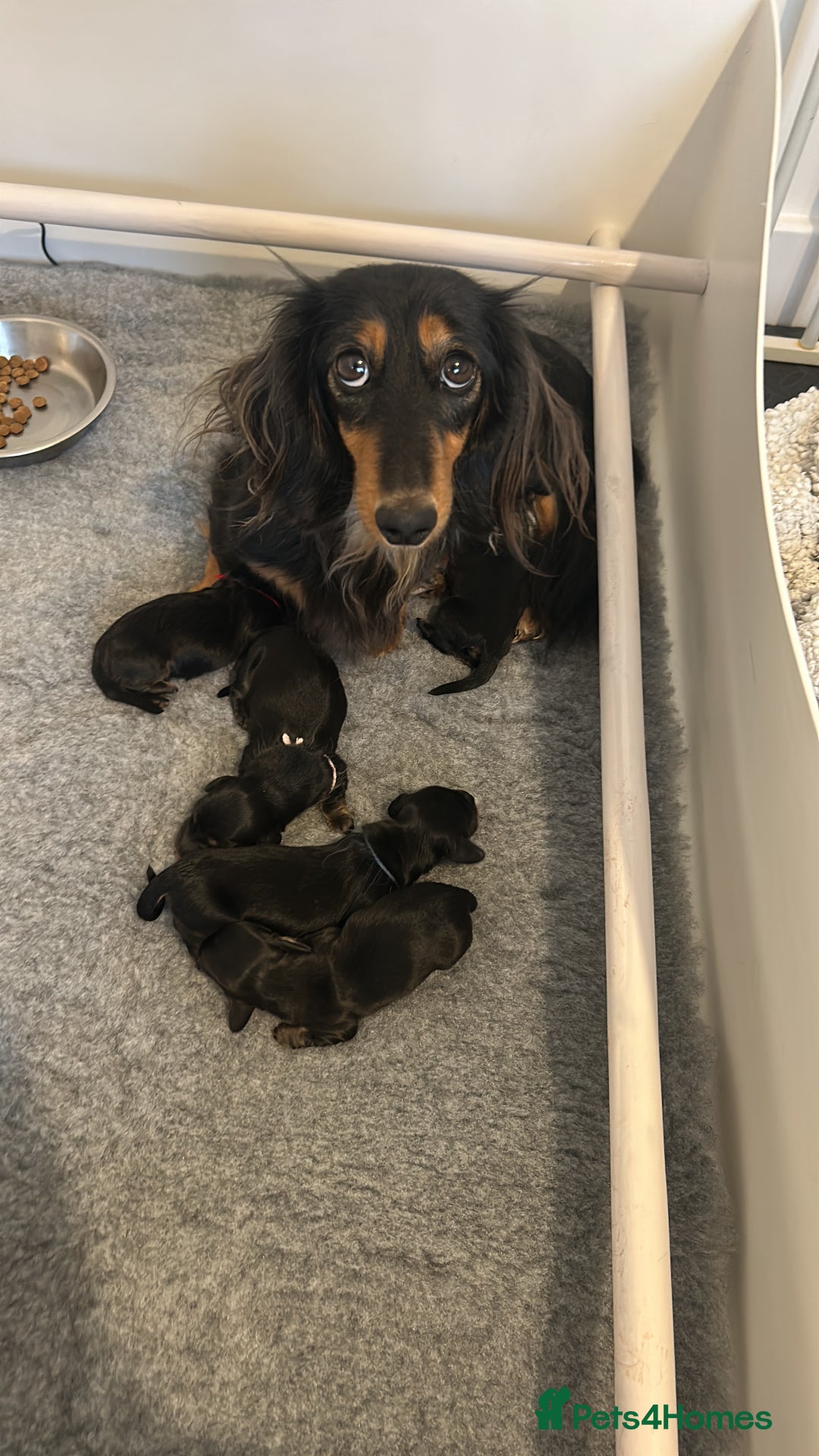 Miniature Dachshund dogs for sale: Black and Tan Miniature Daschund  - Advert 23