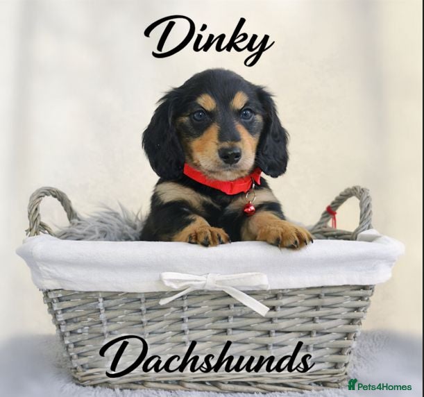 Miniature Dachshund dogs  Long haired mini dachshunds ready to leave  - Advert 1