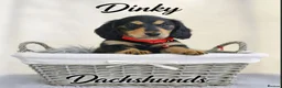 Miniature Dachshund dogs for sale:  Long haired mini dachshunds ready to leave  - Advert 4