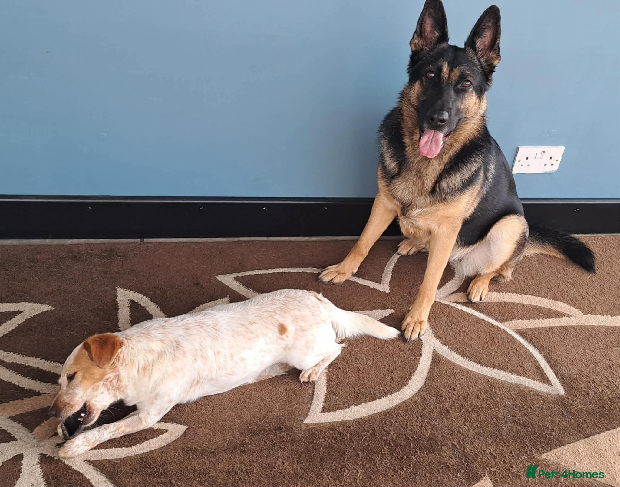Mixed Breed dogs for adoption: Schnuppi is ready for her forever family! in Atherstone - Advert 6