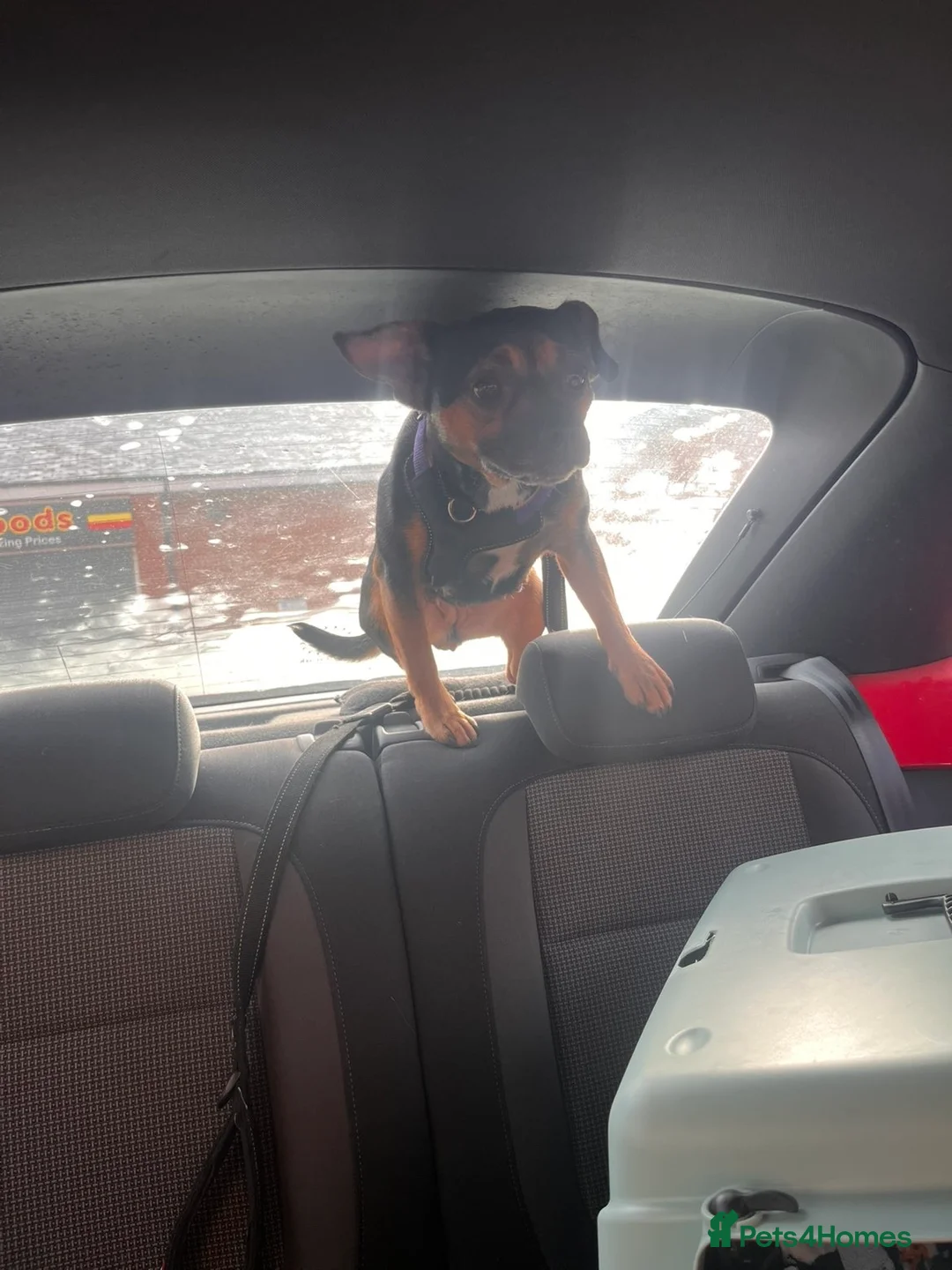 Mixed Breed dogs for sale: Mixed Breed Female in Manchester - Advert 2