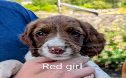 English Springer Spaniel dogs for sale: English Springer Spaniel pups for sale - Image 2
