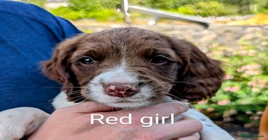 English Springer Spaniel dogs - Advert 7