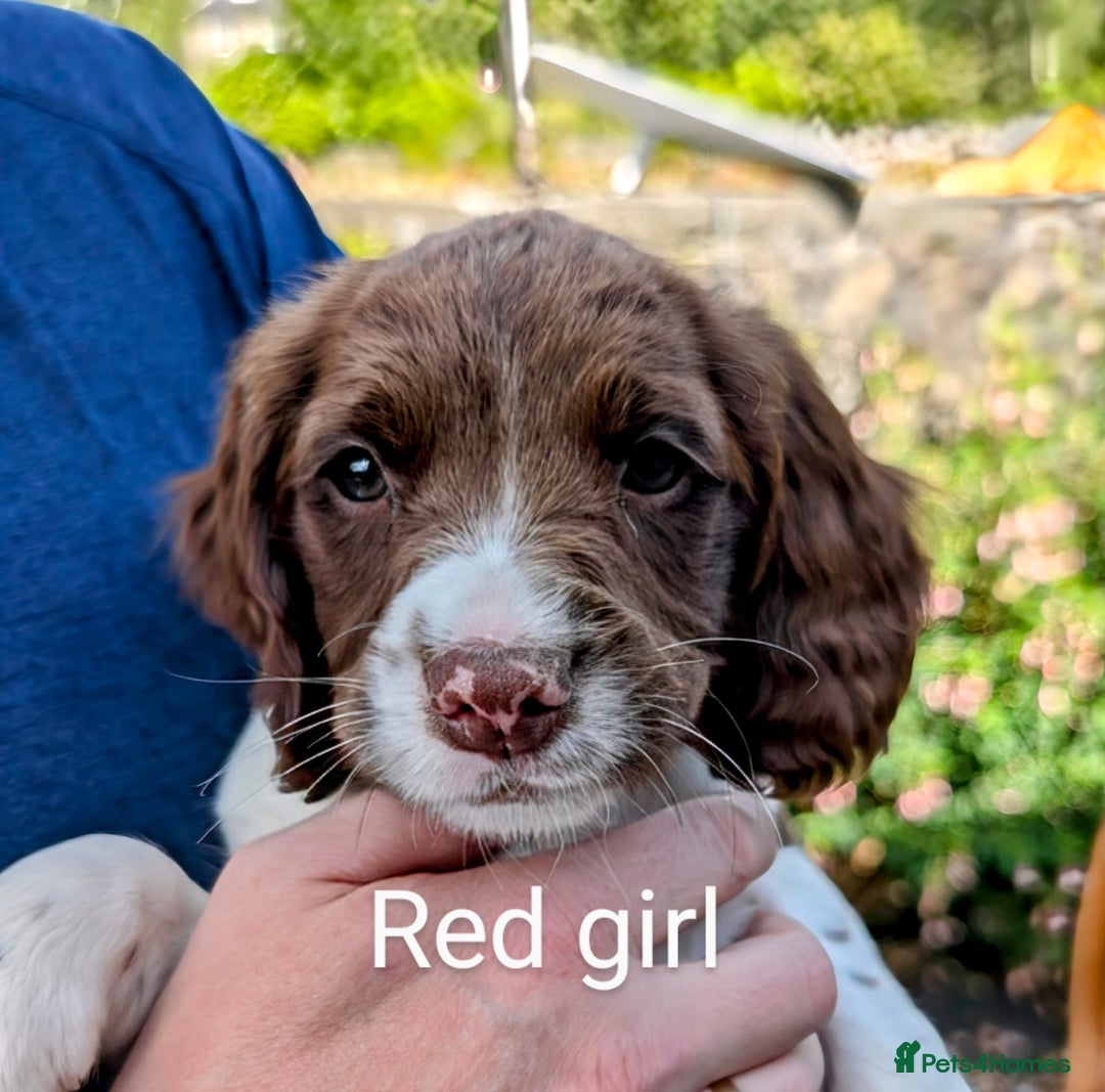 English Springer Spaniel dogs for sale: English Springer Spaniel pups for sale - Image 2