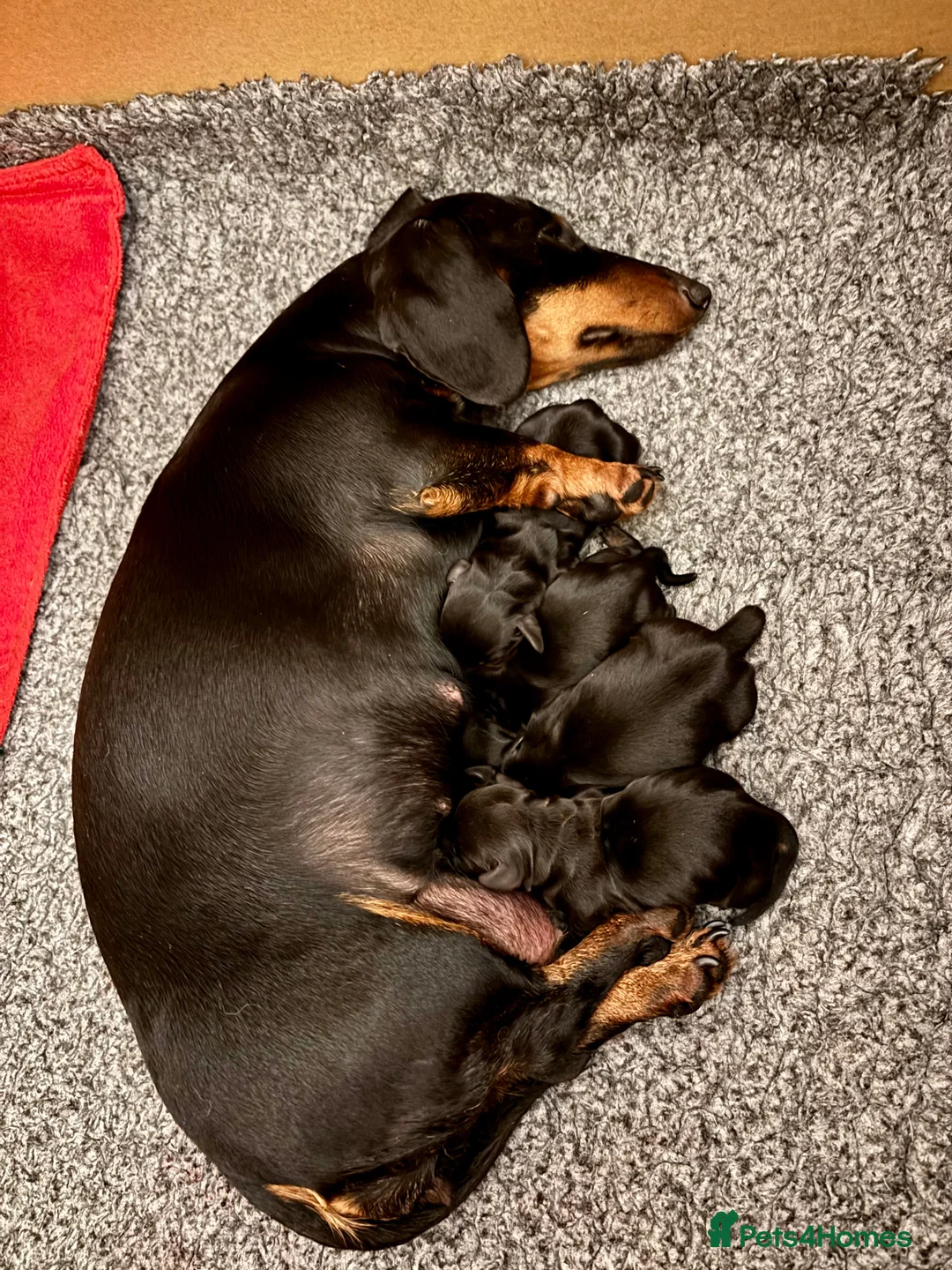 Miniature Dachshund dogs for sale: Superb 5 generation KC pedigree Mini Dachshunds 🐶 - Advert 2