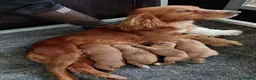 Cocker Spaniel dogs for sale: KC registered working Cocker Spaniel pups for sale - Advert 3