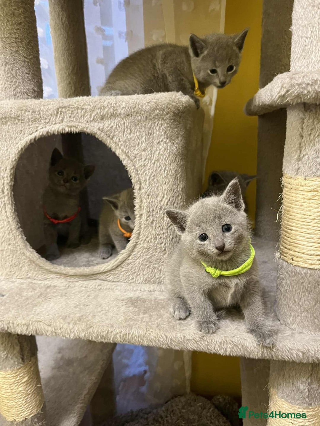 Russian Blue cats for sale: TICA REGISTERED Pure Breed Russian Blue Kittens - Advert 13