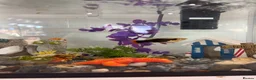 Platies fish for sale: 2 x Platy in Bristol - Advert 3