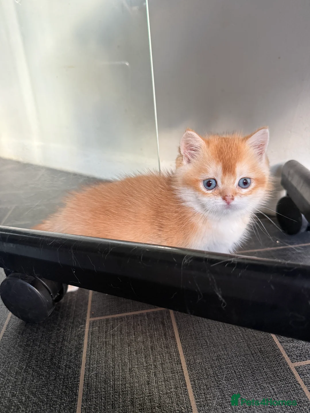 British Shorthair cats for sale: GCCF reg BSH Last Black Golden Female Kitten - Advert 25