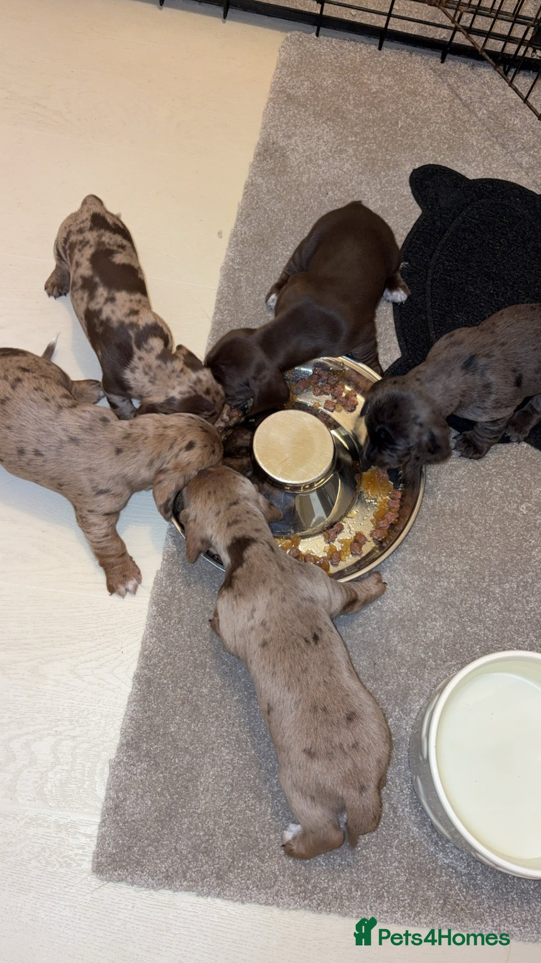 Miniature Dachshund dogs for sale: Miniature dachshund X cocker spaniel puppies  - Advert 7