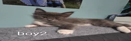 Ragcoon cats for sale: Beauty two boys looking for forever home - Advert 9