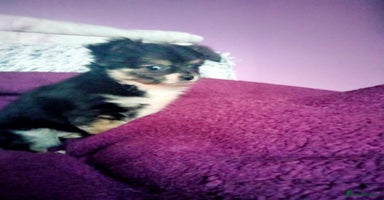 Chihuahua dogs - Advert 8