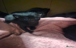 Oriental cats for sale: Oriental Mixed Breed - Image 5