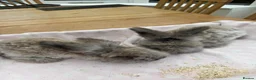 Angora rabbits for sale: Pure bred Angora bunnies £140 - Advert 4