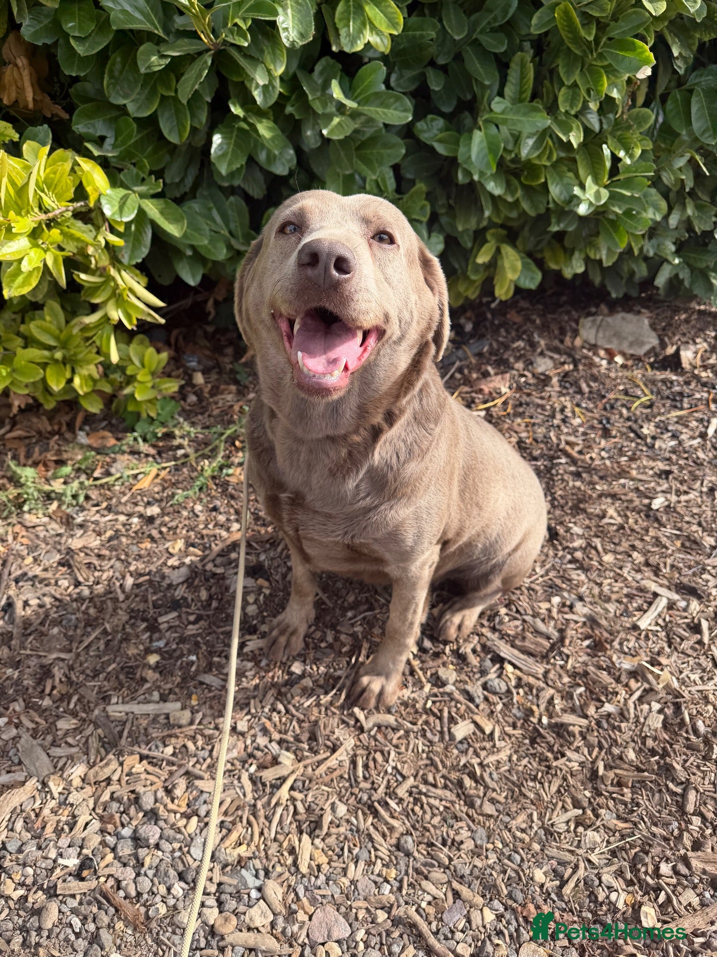 Labrador Retriever dogs Lovely silver Labrador girl  - Advert 1