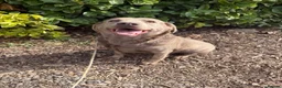 Labrador Retriever dogs for sale: Lovely silver Labrador girl  - Advert 1