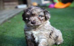 Bordoodle dogs for sale: Gorgeous Bordoodles 🤎 - Image 4