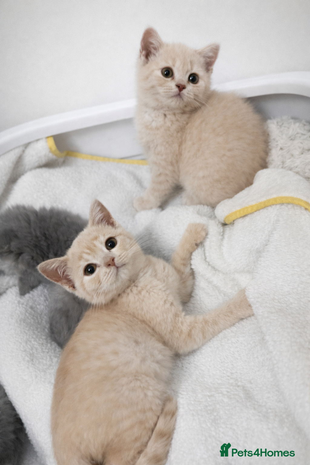 British Shorthair cats British shorthair girls ready in 4 weeks  - Advert 5