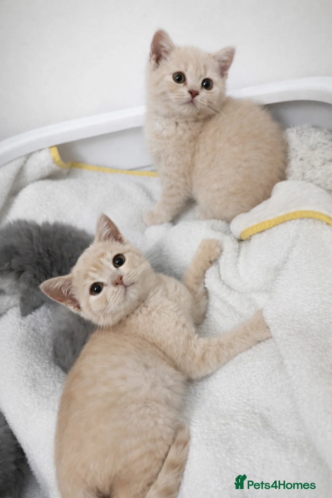 British Shorthair cats for sale: British shorthair girls ready in 4 weeks  - Advert 1