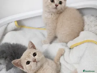 British Shorthair cats British shorthair girls ready in 4 weeks - Advert 5