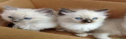 Ragdoll cats for sale: Family raised ragdolls kittens 7 weeks old - Advert 5