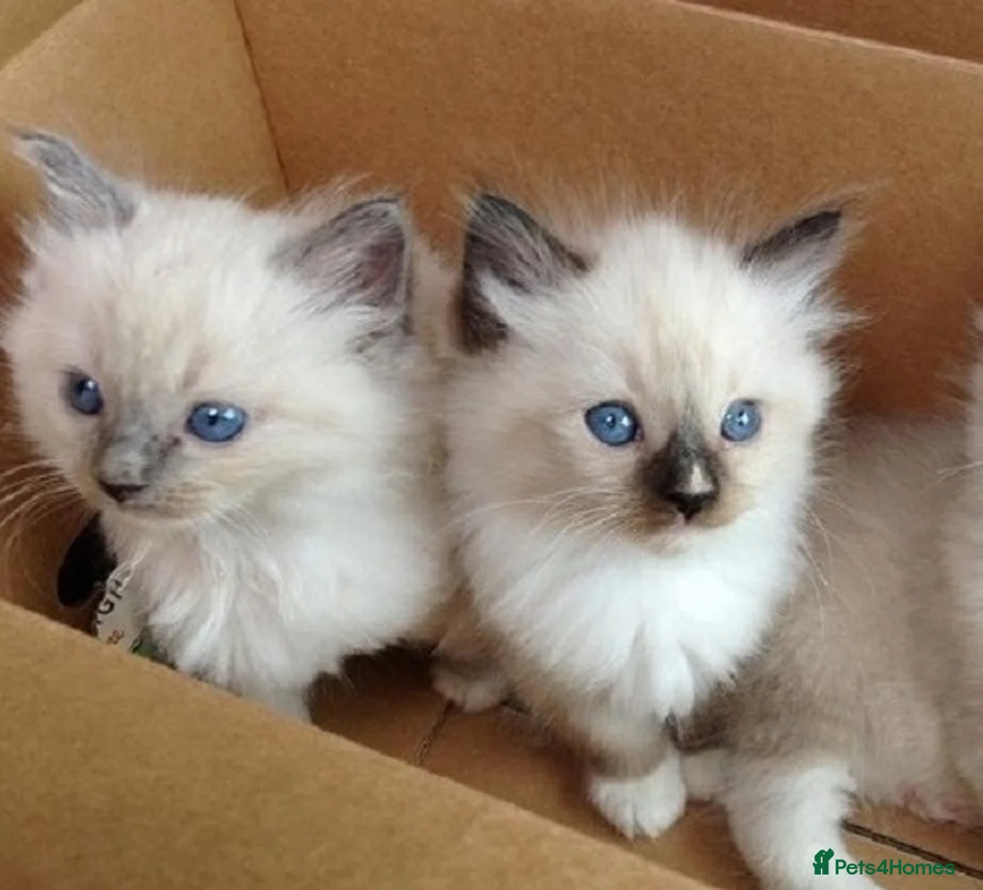 Ragdoll cats for sale: Family raised ragdolls kittens 7 weeks old - Advert 5
