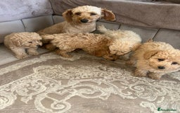 Pomapoo dogs for sale: Pomapoo puppies ready to leave now  - Image 5