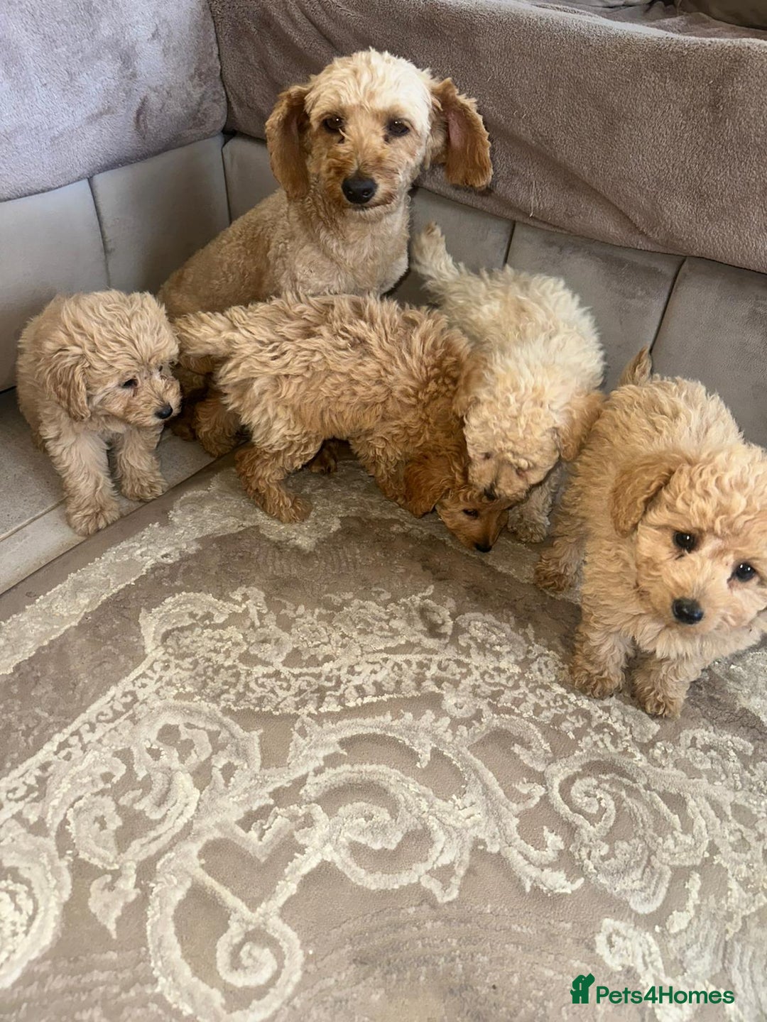 Pomapoo dogs for sale: Pomapoo puppies ready to leave now  - Image 5
