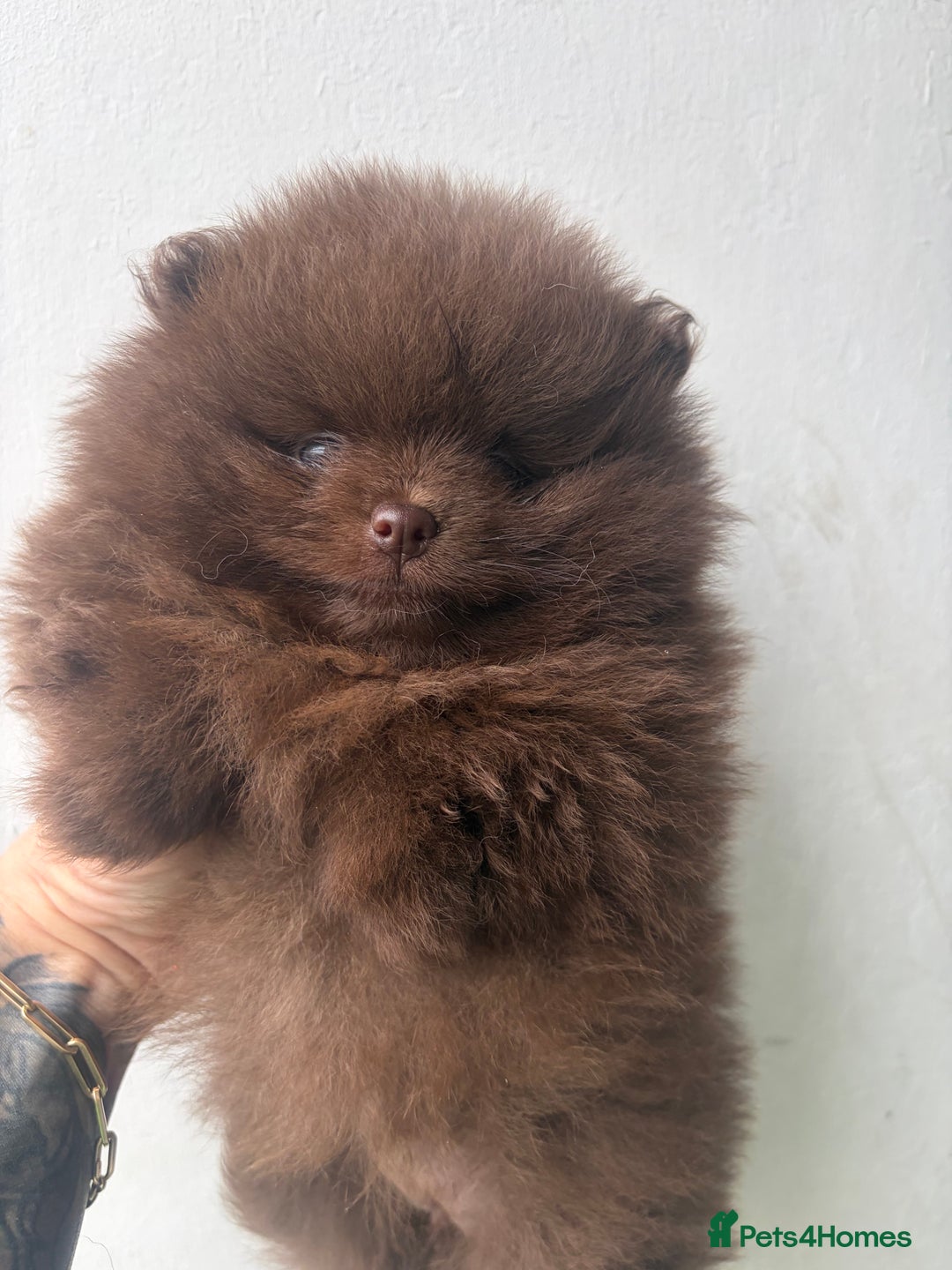 Pomeranian dogs for sale: 3 amazing teddy bear face puppies 🐻🐻🐻 - Advert 10