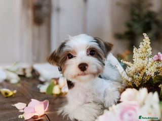 Yorkshire Terrier dogs Stud! Yorkshire terrier biro full pedigree - Advert 21