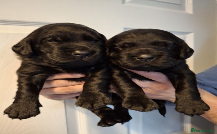 Cockerdor dogs stunning cockerdors (3left)🐶 5⭐️ licensed breeder - Advert 2
