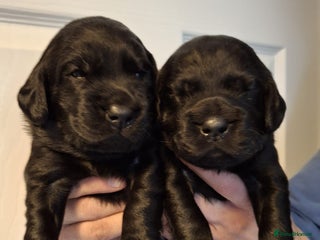 Cockerdor dogs stunning cockerdors (3left)🐶 5⭐️ licensed breeder - Advert 3