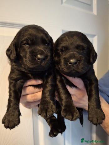 Cockerdor dogs stunning cockerdors (3left)🐶 5⭐️ licensed breeder - Advert 2
