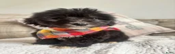 Mixed Breed dogs for sale: BEAUTIFUL MINI CORGIPOO PUPPIES  in Llanelli - Advert 16