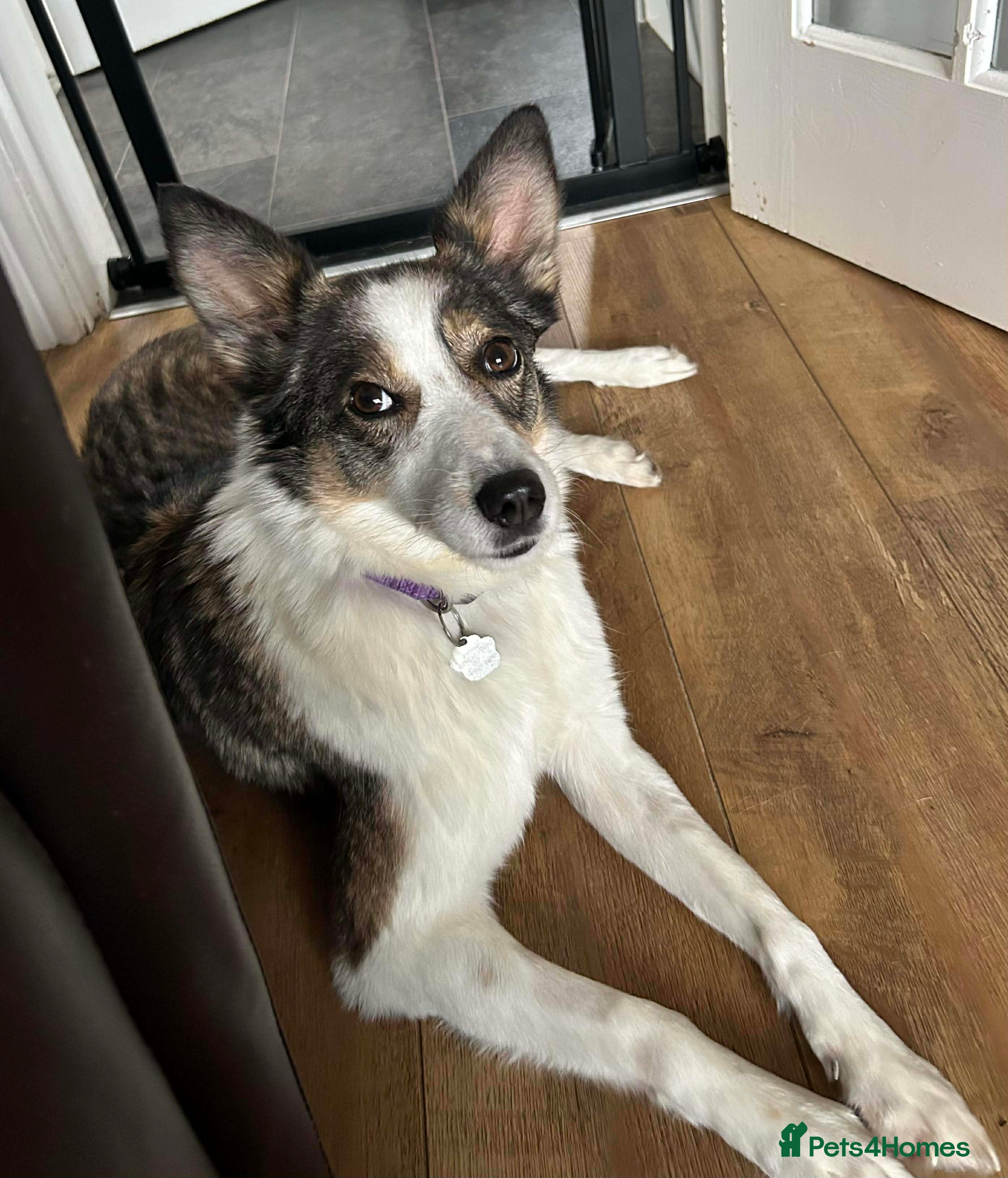 Mixed Breed dogs 💕 Meet Ripple - Advert 3