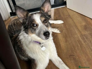 Mixed Breed dogs 💕 Meet Ripple - Advert 6