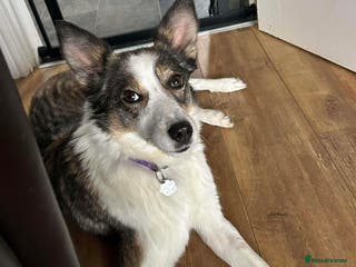 Mixed Breed dogs 💕 Meet Ripple - Advert 6