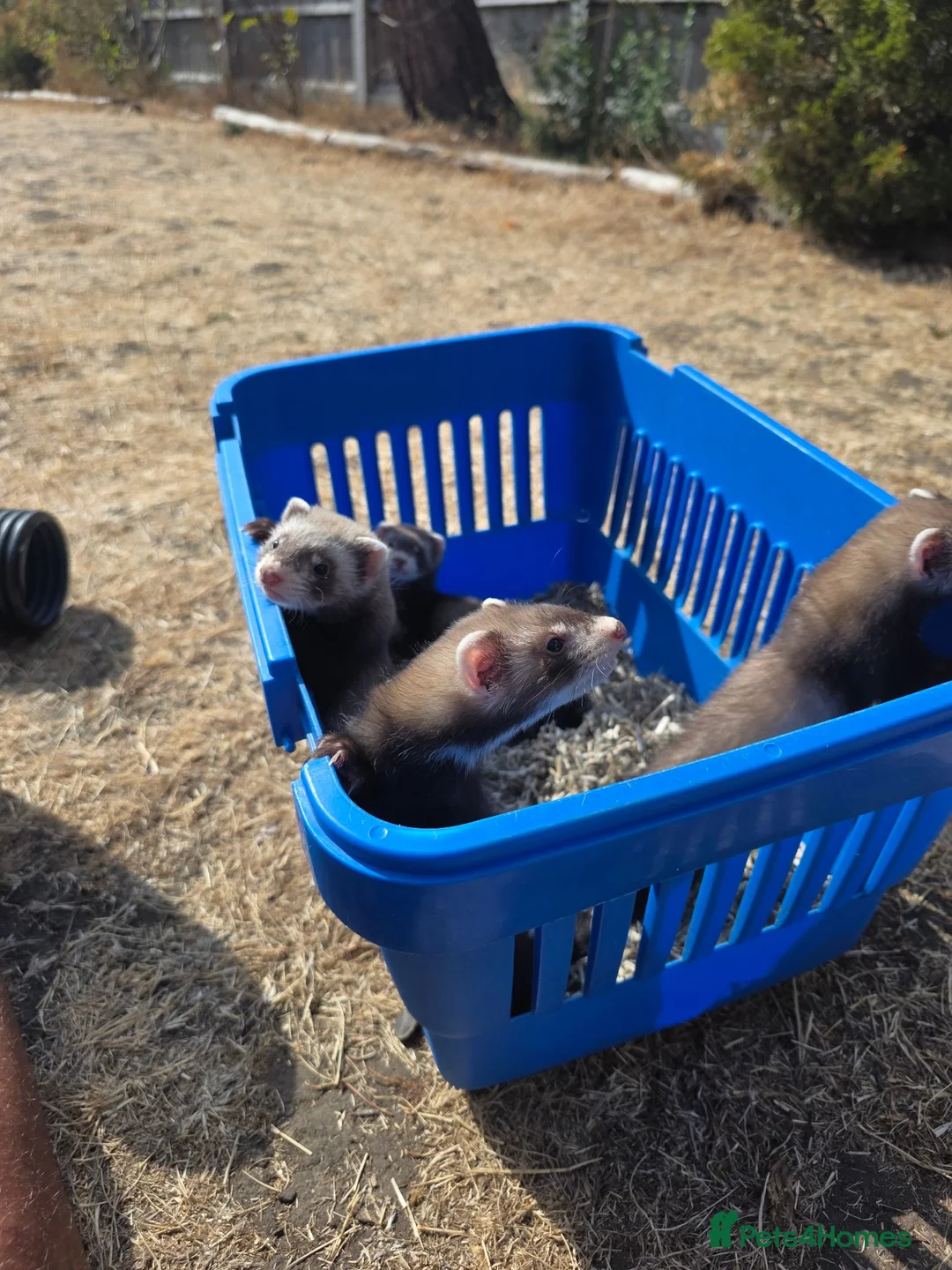 Ferret rodents for sale: Polecat/Ferret kits - Advert 5