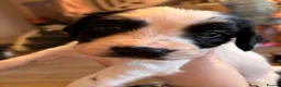Cocker Spaniel dogs for sale: Beautiful working cocker spaniel puppies  - Advert 13
