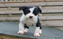 Border Collie dogs for sale: Border Collie Pups For Sale - Image 2