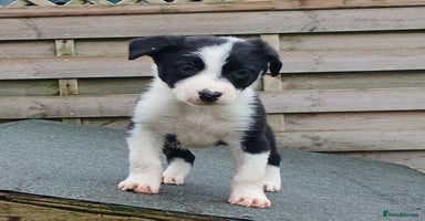 Border Collie dogs - Advert 9
