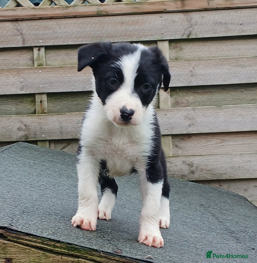 Border Collie dogs for sale: Border Collie Pups For Sale - Image 2