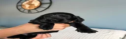 Cocker Spaniel dogs for sale: Show cocker spaniel  - Advert 8