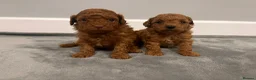 Mixed Breed dogs for sale: 🐩Asian Line Poodles-Fox Red, Apricot 🐩  - Advert 23