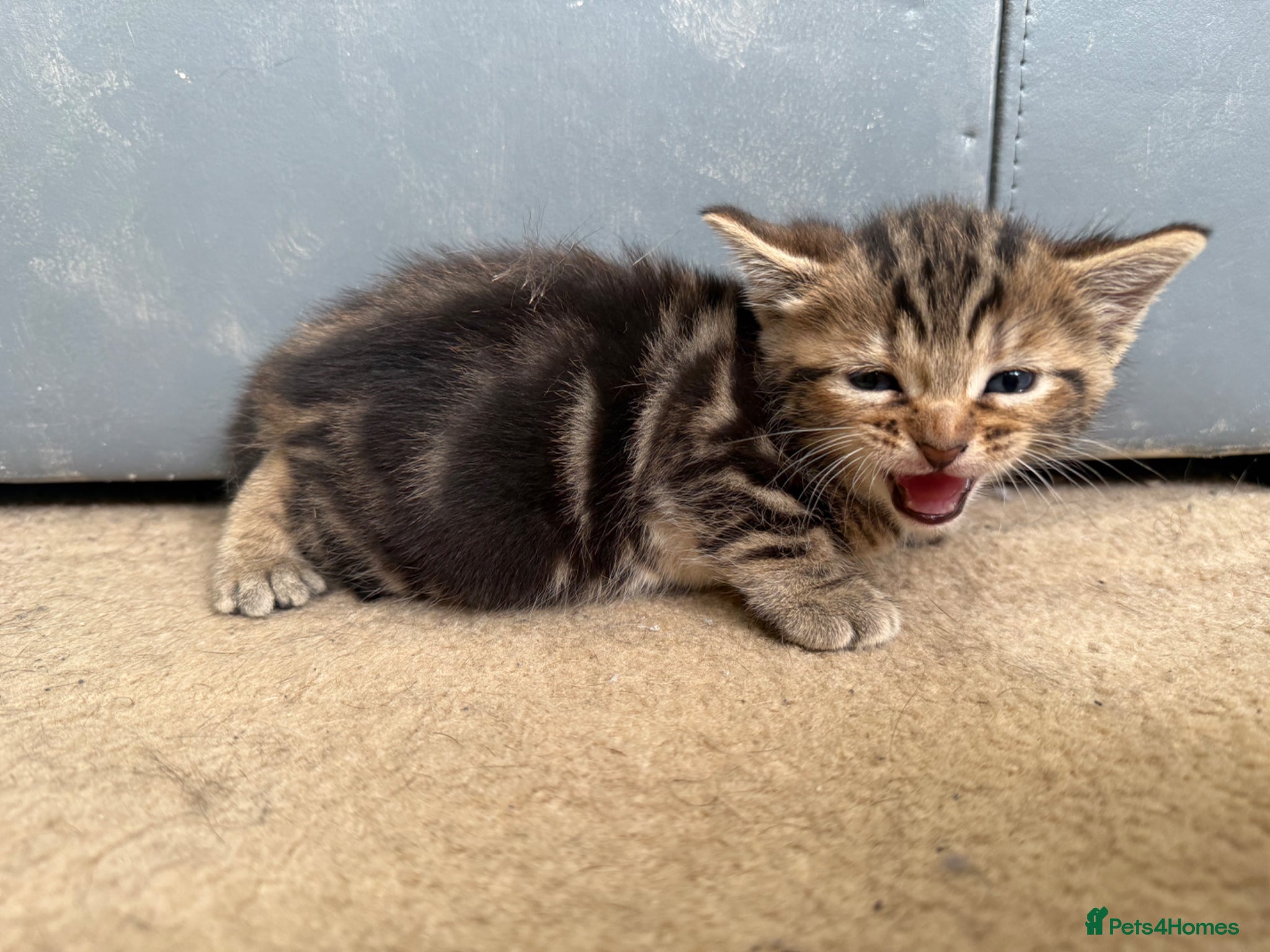 Mixed Breed cats for sale: 3 beautiful kittens  - Advert 3